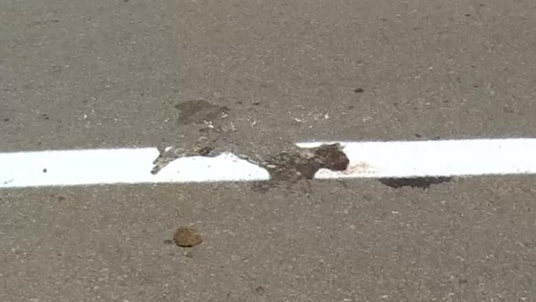 Ce-ai făcut, Dorele? Marcaj rutier trasat peste o pisică moartă în mijlocul drumului