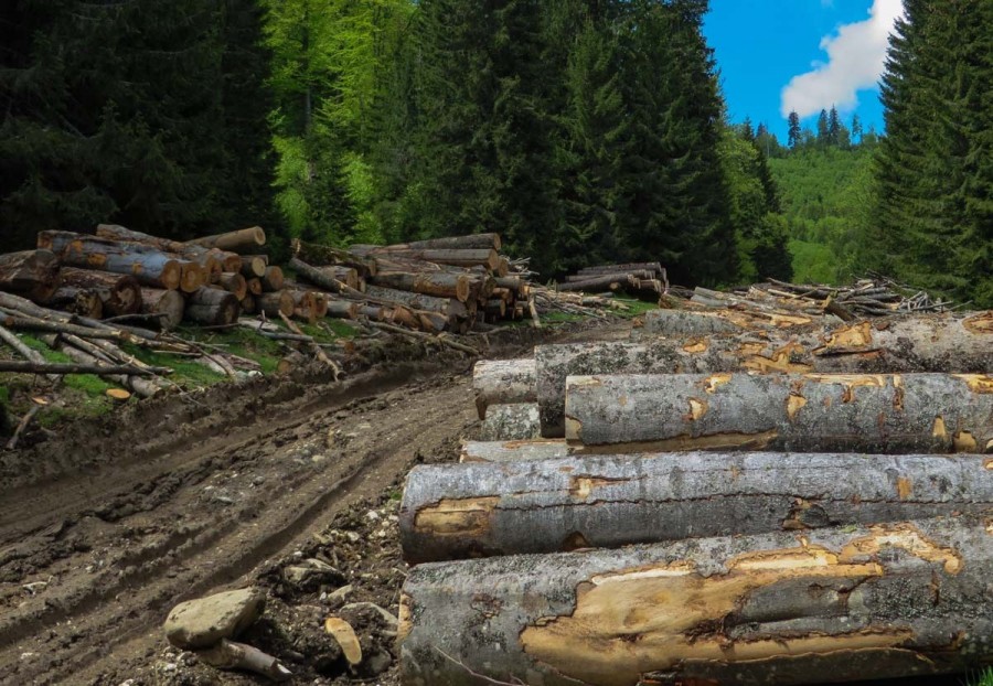 Peste 4000 de dosare penale pentru infracțiuni silvice, în prima jumătate a anului