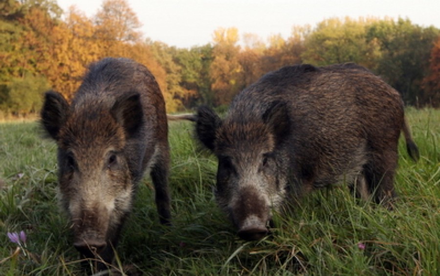 17 focare de pestă porcină africană în Arad. Toate au pornit de la porci mistreţi