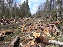 WWF România solicită preşedintelui să nu promulge legea Codului Silvic