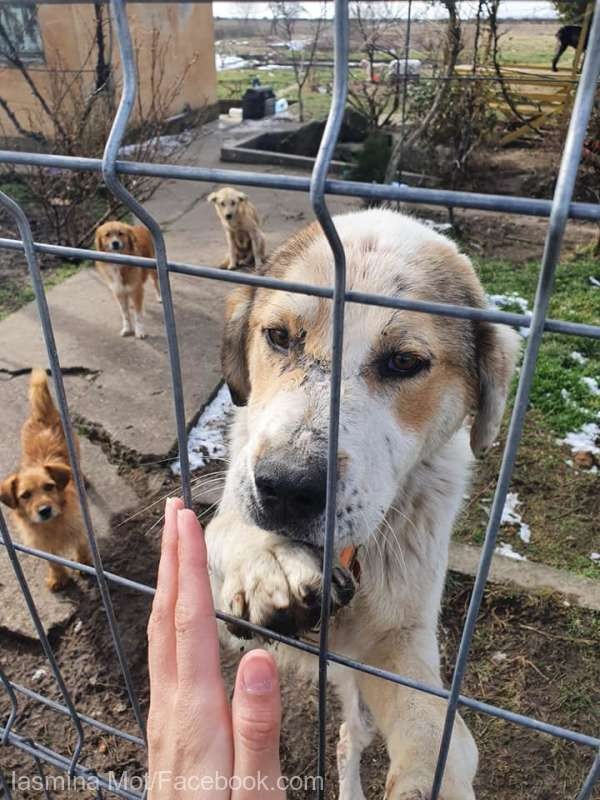 Peste 50 de câini ţinuţi de o femeie din Arad, eliberaţi de poliţişti şi preluaţi de o asociaţie