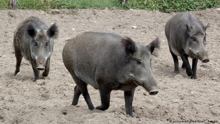 Peste 100 de cadavre de mistreţi ucişi de pestă africană, găsite în pădurile din Arad