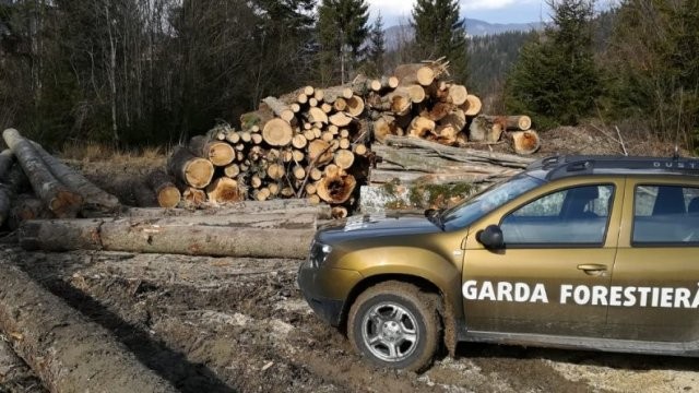 Amenzi de 6.000 de lei aplicate în urma unor controale la fondul forestier național