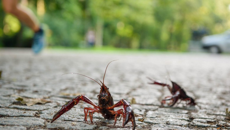 România, somată de Comisia Europeană să rezolve problema plantelor și animalelor alogene și invazive