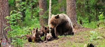 Guvernul încearcă din nou să numere urșii. Proiectul prevede achiziția de garduri electrice și un centru de monitorizare cu drone