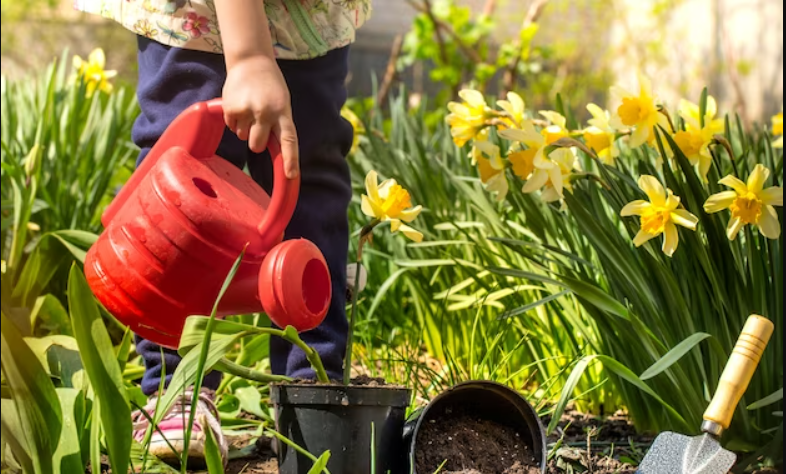 Îngrijirea plantelor: cum să le udăm pentru a obține cele mai bune rezultate