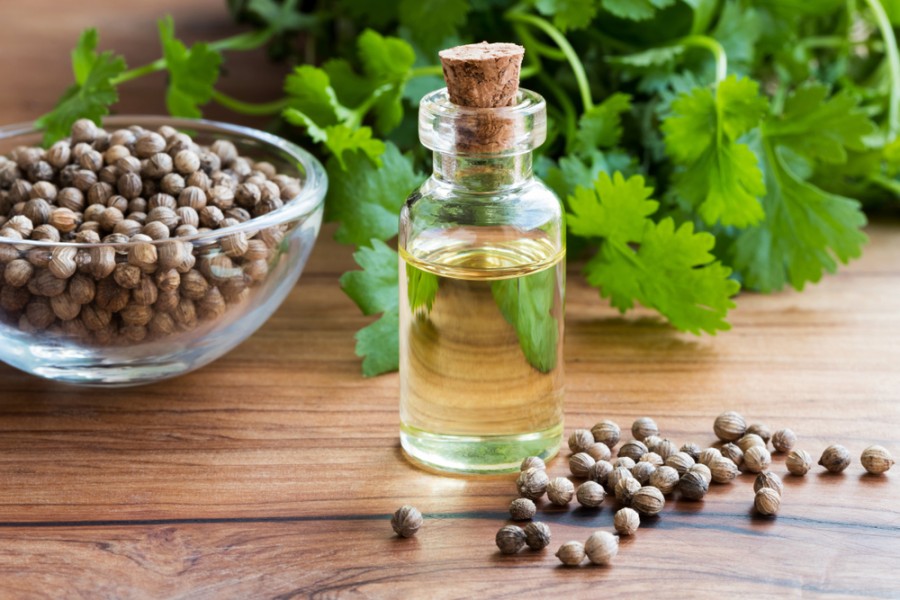 Coriandru: Un condiment aromatic cu multiple beneficii terapeutice și pentru sănătate