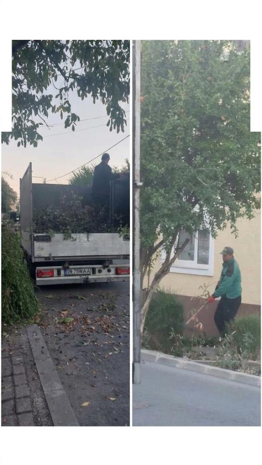  Toaletarea pomilor sau nepricepere? 